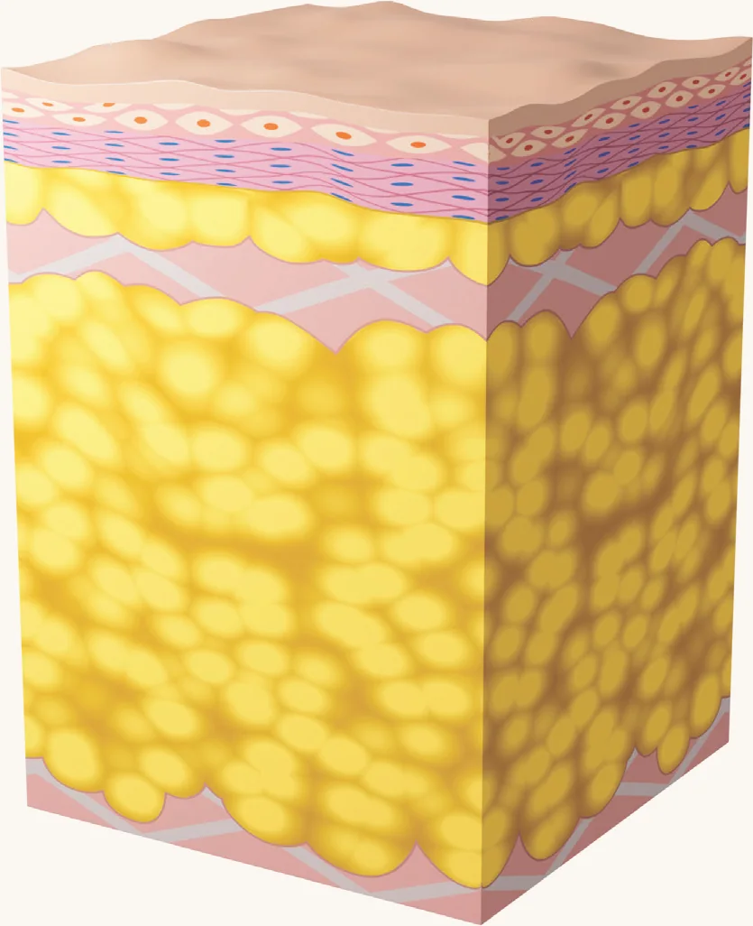 Schematischer Querschnitt der Labia majora